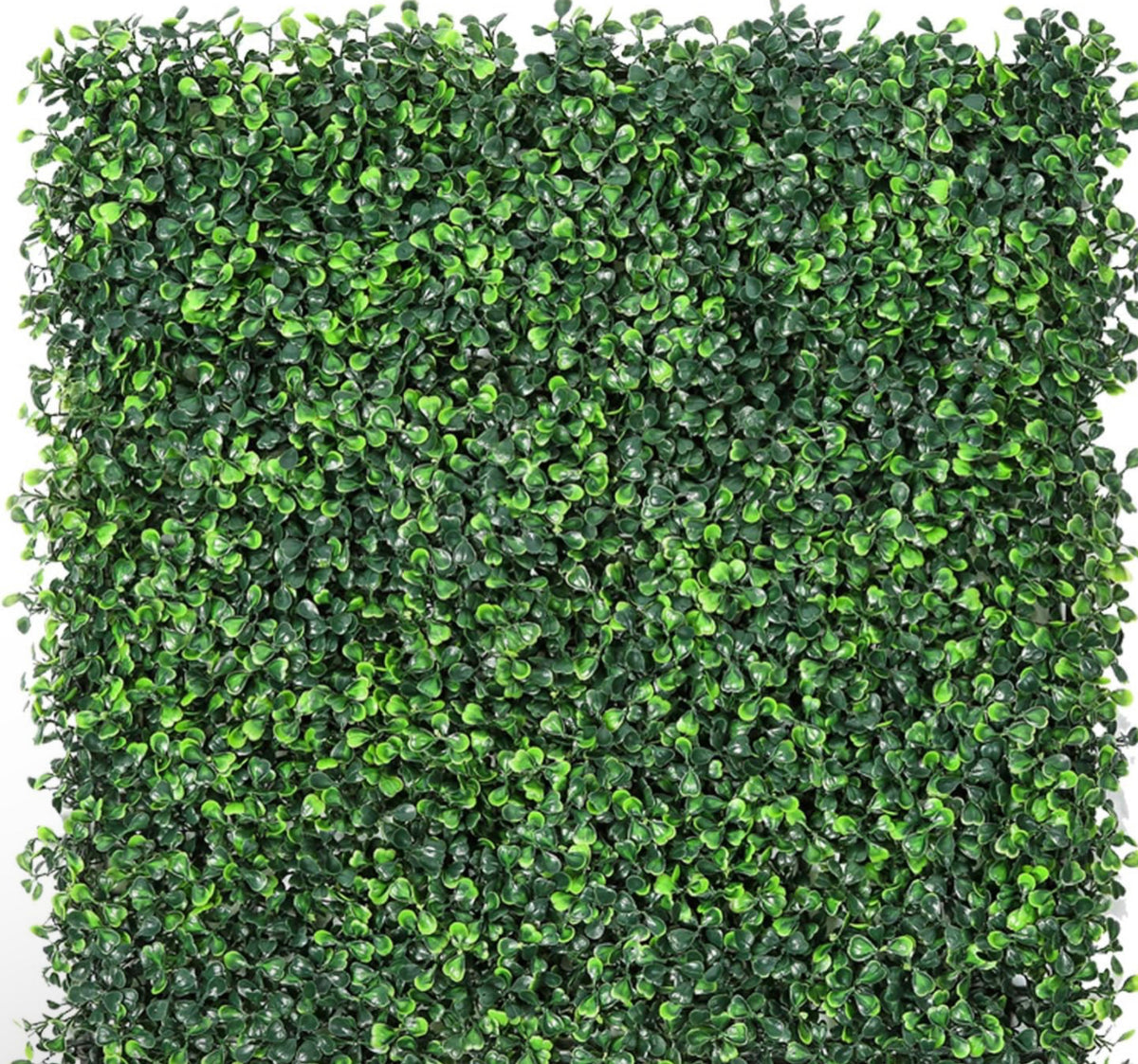 Boxwood Wall Rental